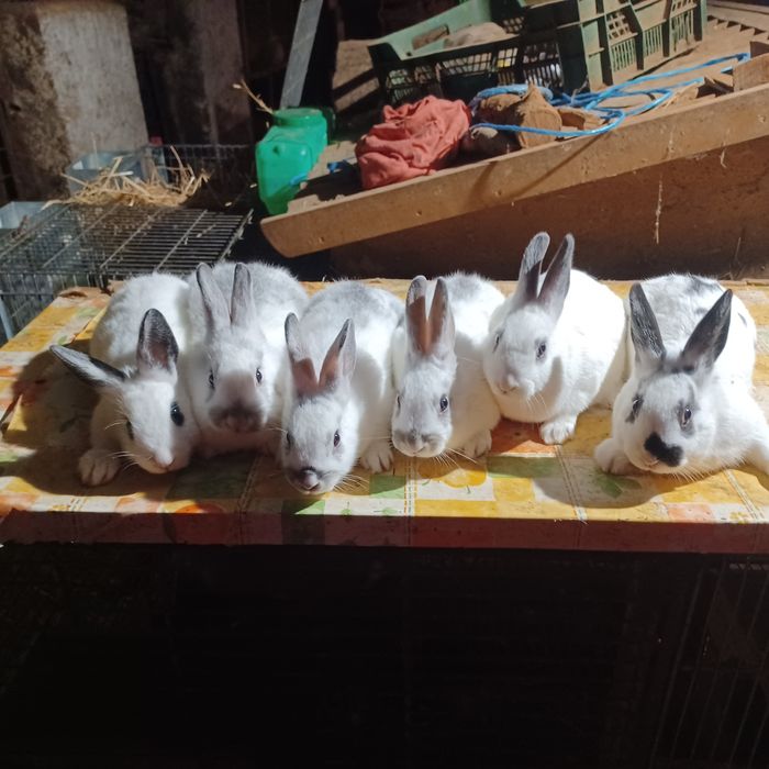 Coelhos  anões muito bonitos