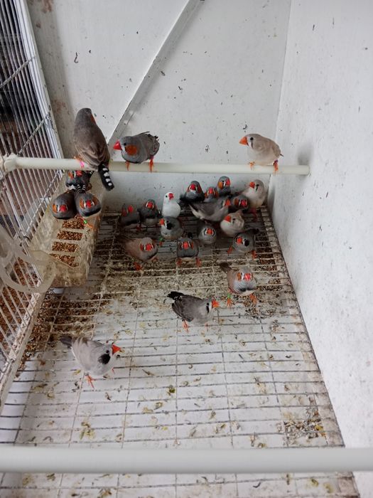Mandarins novos 2026