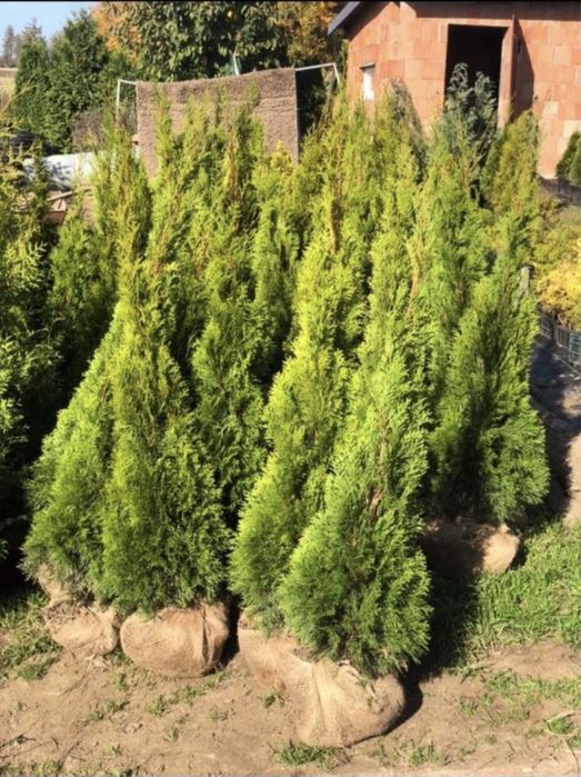 Tuja Szmaragd 140-150cm DOSTAWA!! Kopane dla klienta (120/130/160)