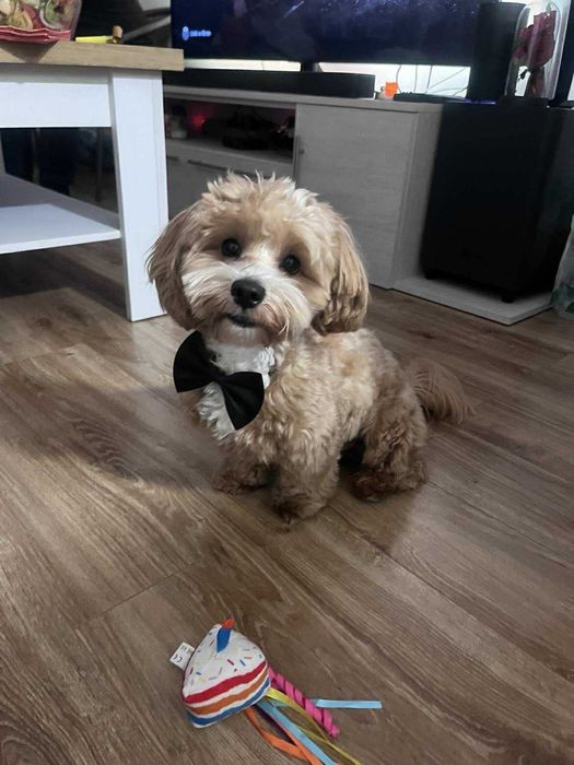 Maltipoo pudel miniaturowy/maltańczyk