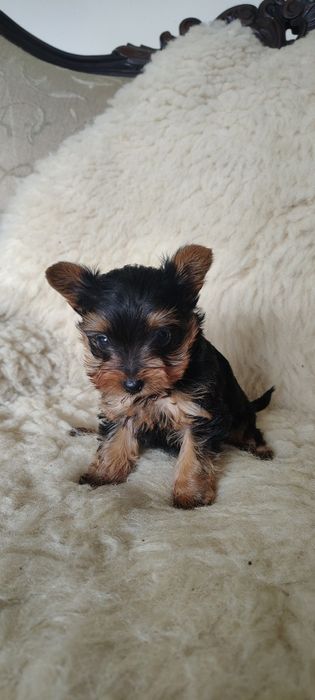 York mini piesek gotowy do odbioru Aktualne