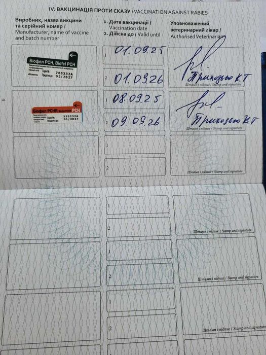 Коти чорні безкоштовно