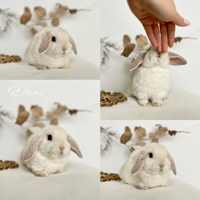 Króliczek Karzełek Teddy, karzelek Niderlandzki i Mini Lop Aktualne