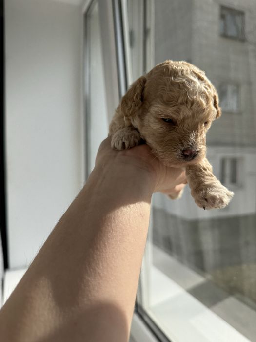 Дівчатка мальтіпу