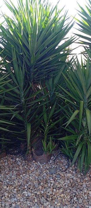 Yucca plantas verdes