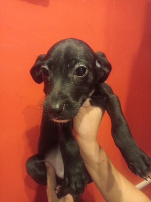 Долматинка манюня