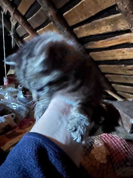 Породистие кошенята