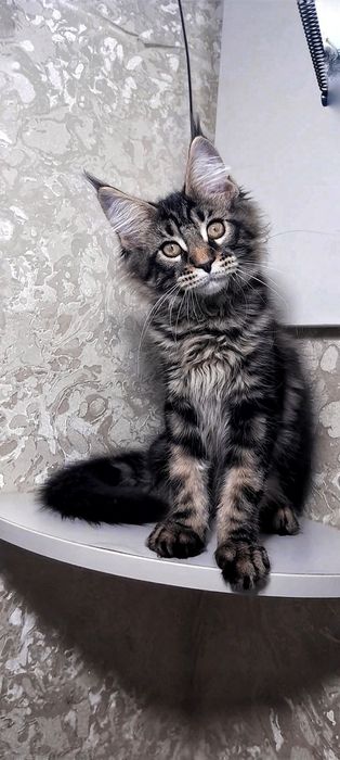 котята мейн-кун кошечка