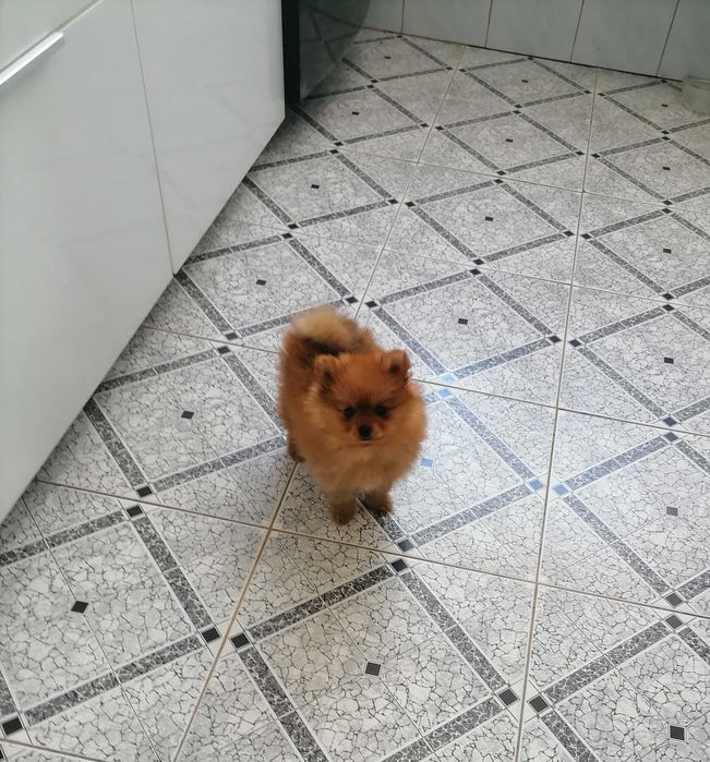 Sprzedam Szpic Miniaturowy Pomeranian