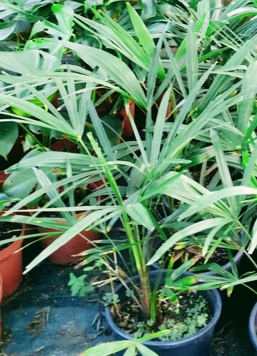 Palmeiras moinho-de-vento ou Trachycarpus fortunei