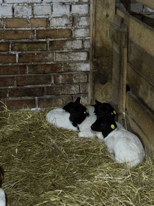 Дорпер баранчики