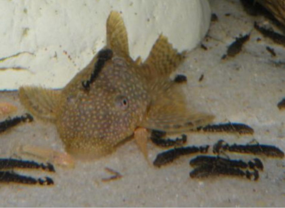 Zbrojniki niebieskie najlepszy pakiet na glony