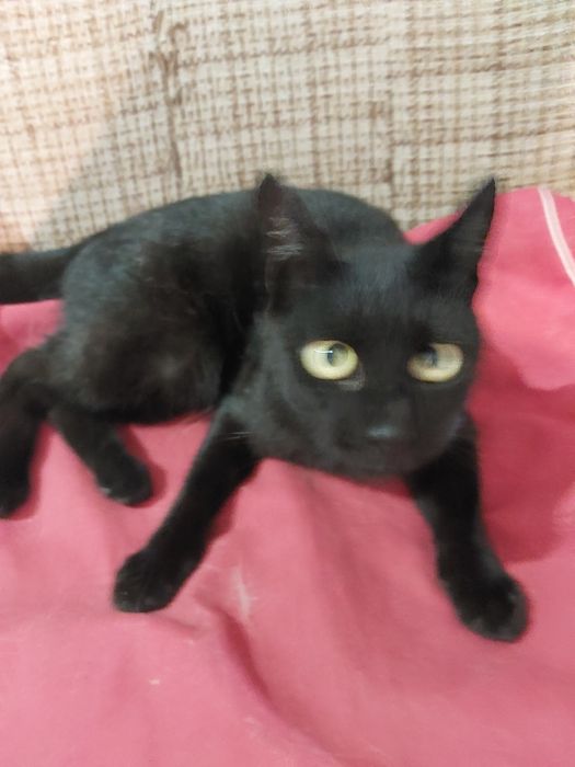 Oddam za darmo bezdomnego  2 letniego kocura po kastracji