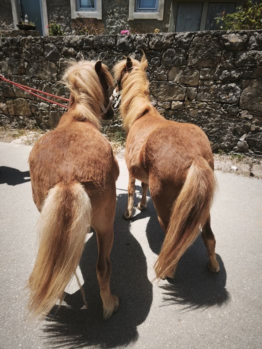 Parelha de pôneis