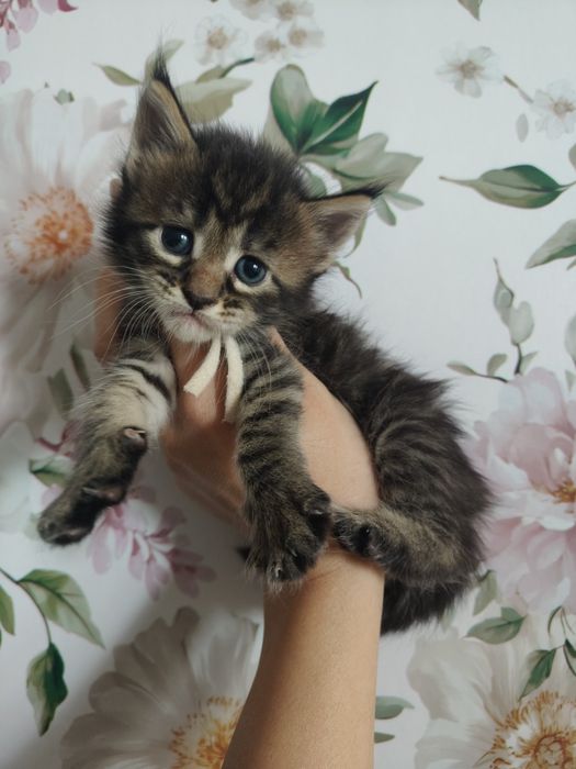 Kotka  Maine coon Whitney