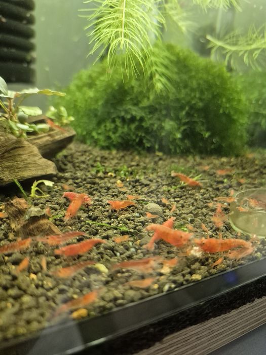 Krewetki Red Cherry