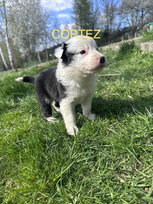 Piesek Border Collie