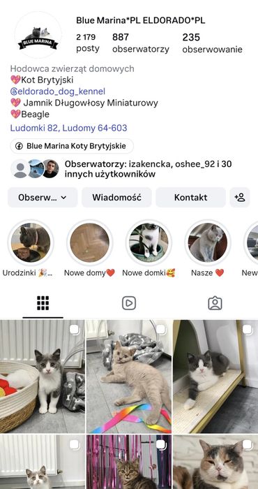 Kot Brytyjski bikolor niebieski Zefir gotowy do odbioru