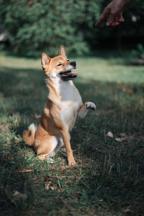 Вʼязка шиба іну.