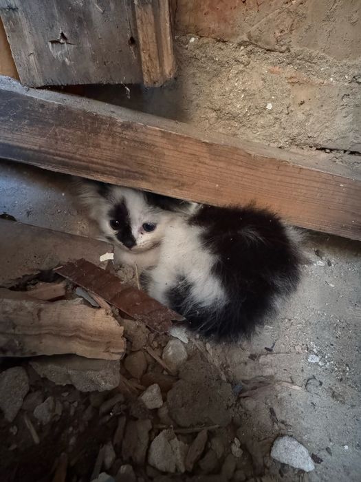 Маленькі кошенятя
