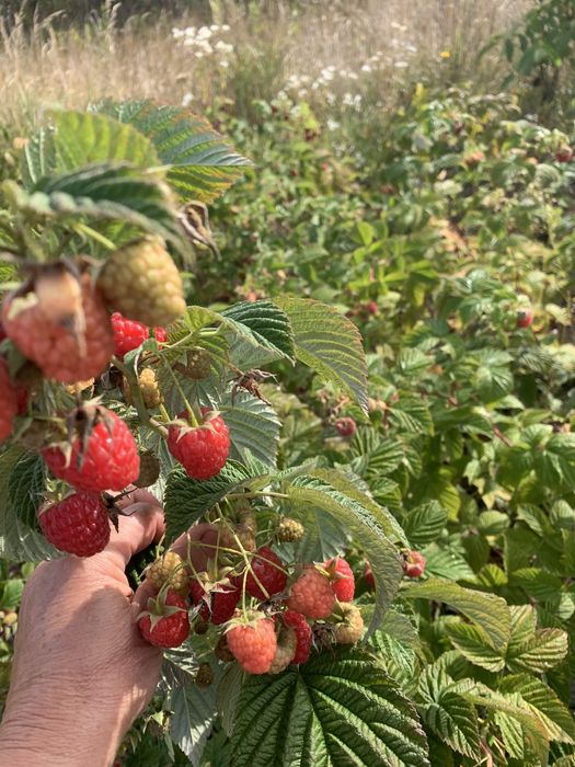 Продам романтантну малину сорту еріка і полана