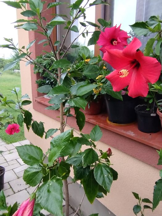 Вазони різні, красиві