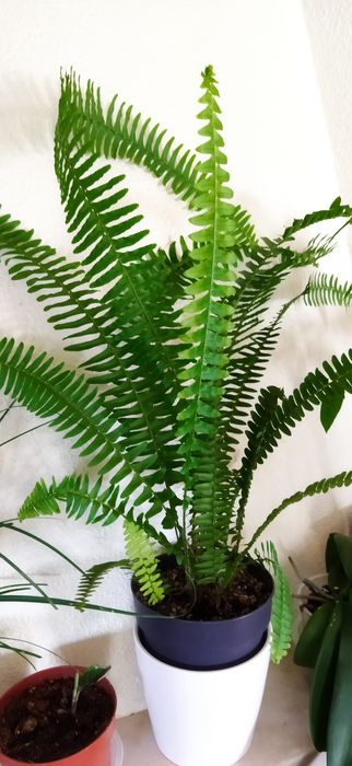 Planta ora pro nobis e chifre de veado