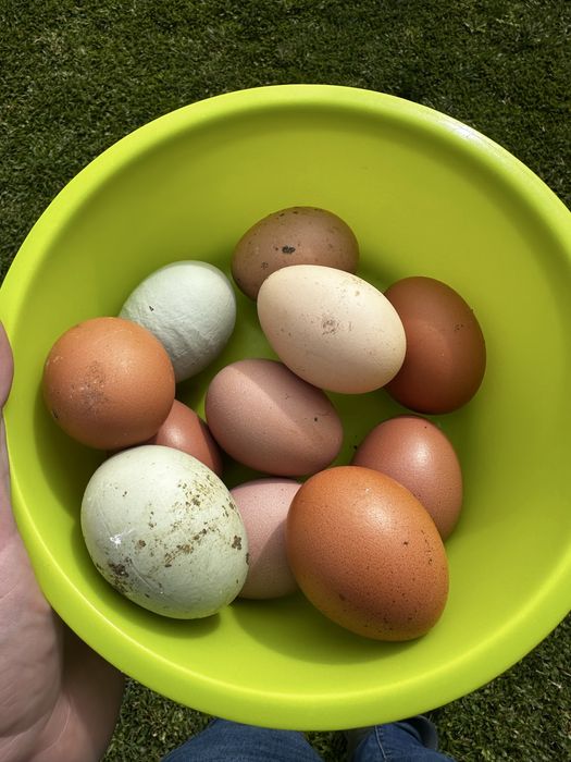 Ovos caseiros de galinhas criadas ao ar livre