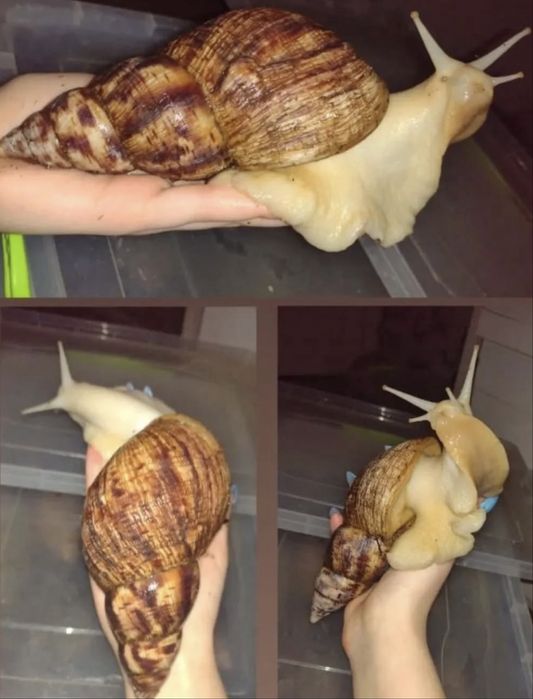 Кальцій «Супер Ріст» для равликів