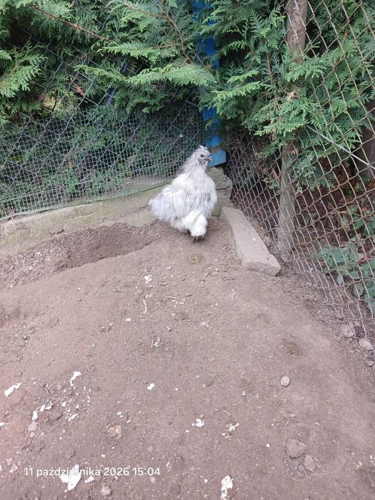Sprzedam kurke i koguta silki