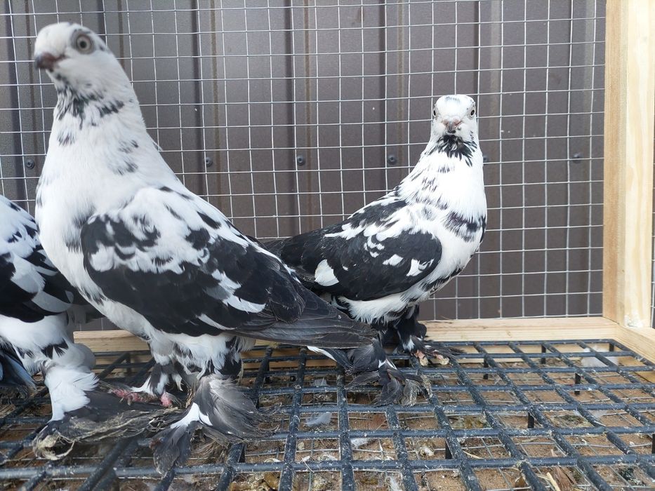 Gołębie. Widyny czarne