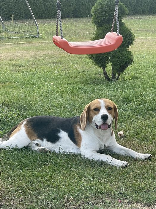 Pies rasy beagle do krycia