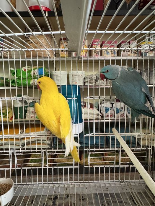 Casal ring necks