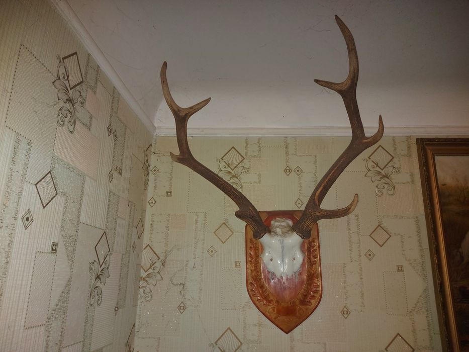 Роги оленя та лося