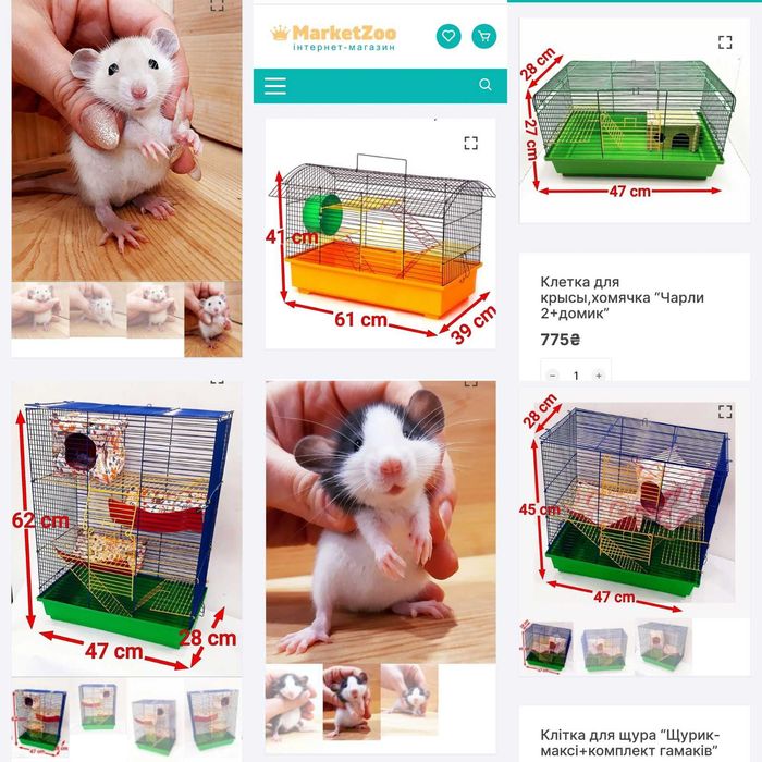 Крысы, крысята, крыски Дамбо рекс и прямоушки,щурі,щурики,пацюки, щур