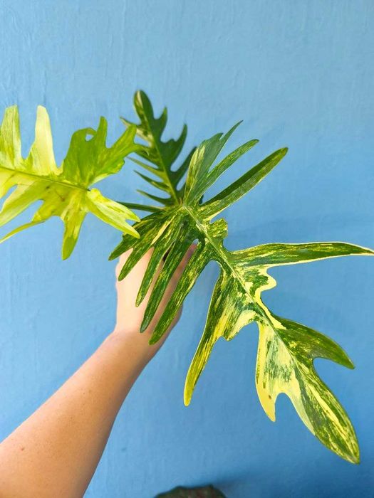 Філодендрон Florida Beauty × Tortum / Philodendron hybrid, ароїдні