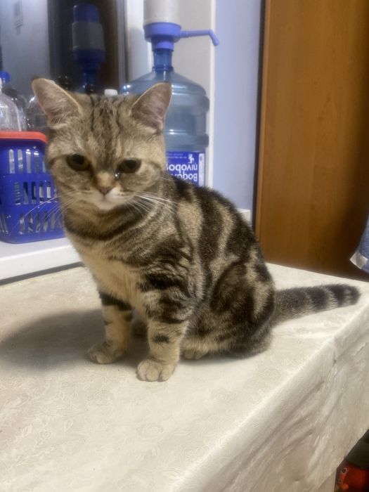 З кицею тепліше, мрамур на золоті