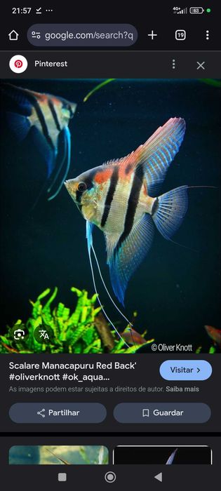 Peixes troncos plantas