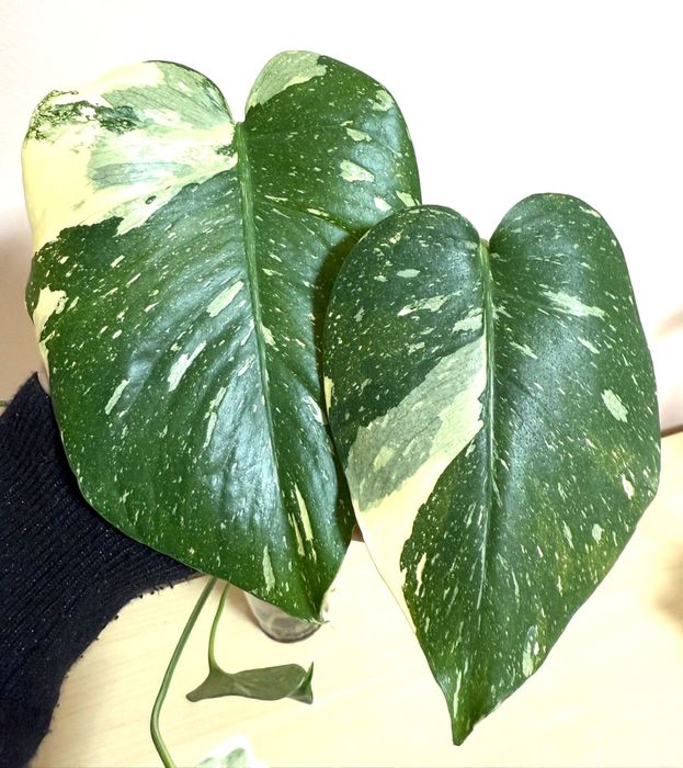 Монстера Альба , Тайское созвездие , срез