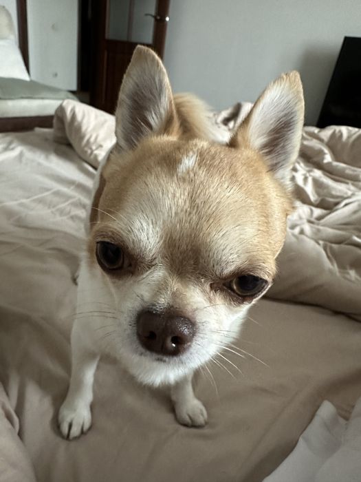 Вязка чихуахуа, хлопчик шукає дівчинку