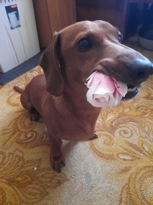 Красивий та досвідчений кобель такси запрошує дівчинку на в’язку