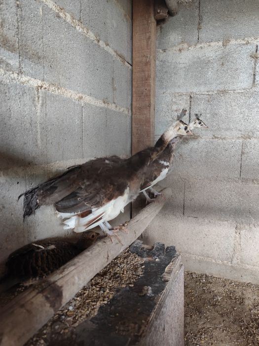 Pavões, Faisões e Sedosas do Japão