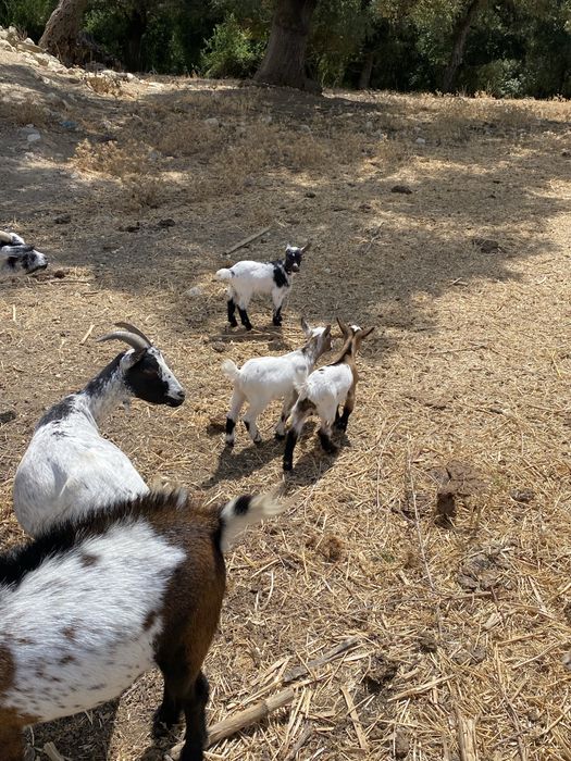 Vendo cabras anãs- cabritos nascidos inicio de janeiro