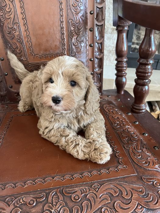 Cavapoo piesek juz do odbioru
