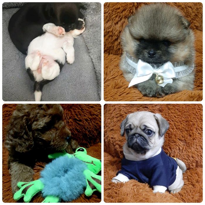 VIP малюки! Маленьке щастя!