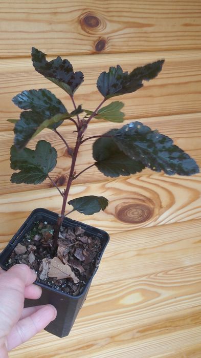 Пухироплідник Diabolo