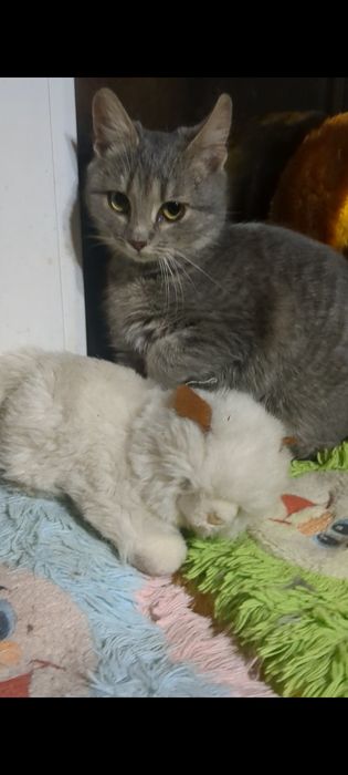 Кішка 3 місяці у добрі і руки