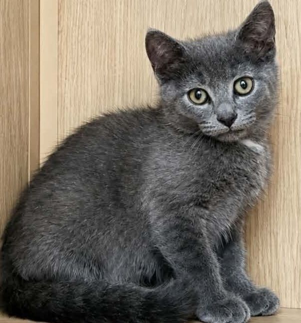 Котик британець в добрі руки