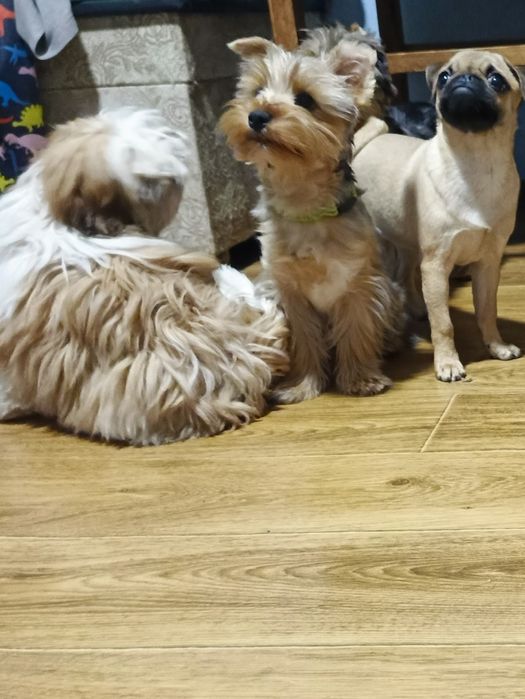 Хлопчики мерльові йоркширські терьери .5,5 міс