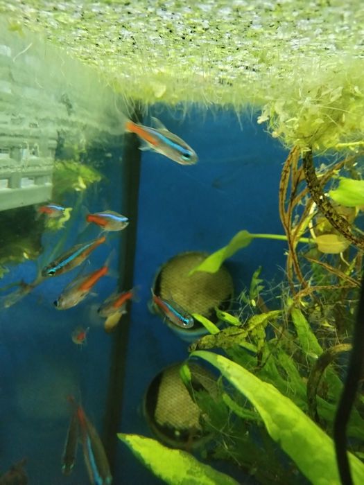 Néons Cardinal Grandes muito bonitos